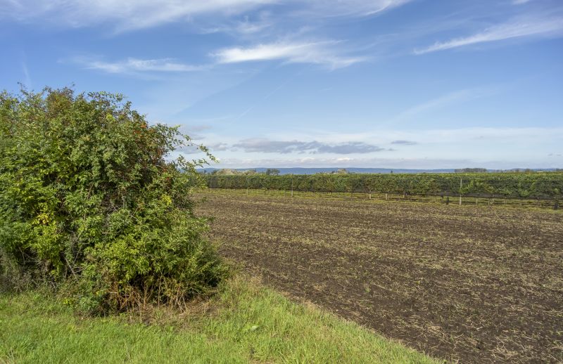 Land Clearing in Houston, TX